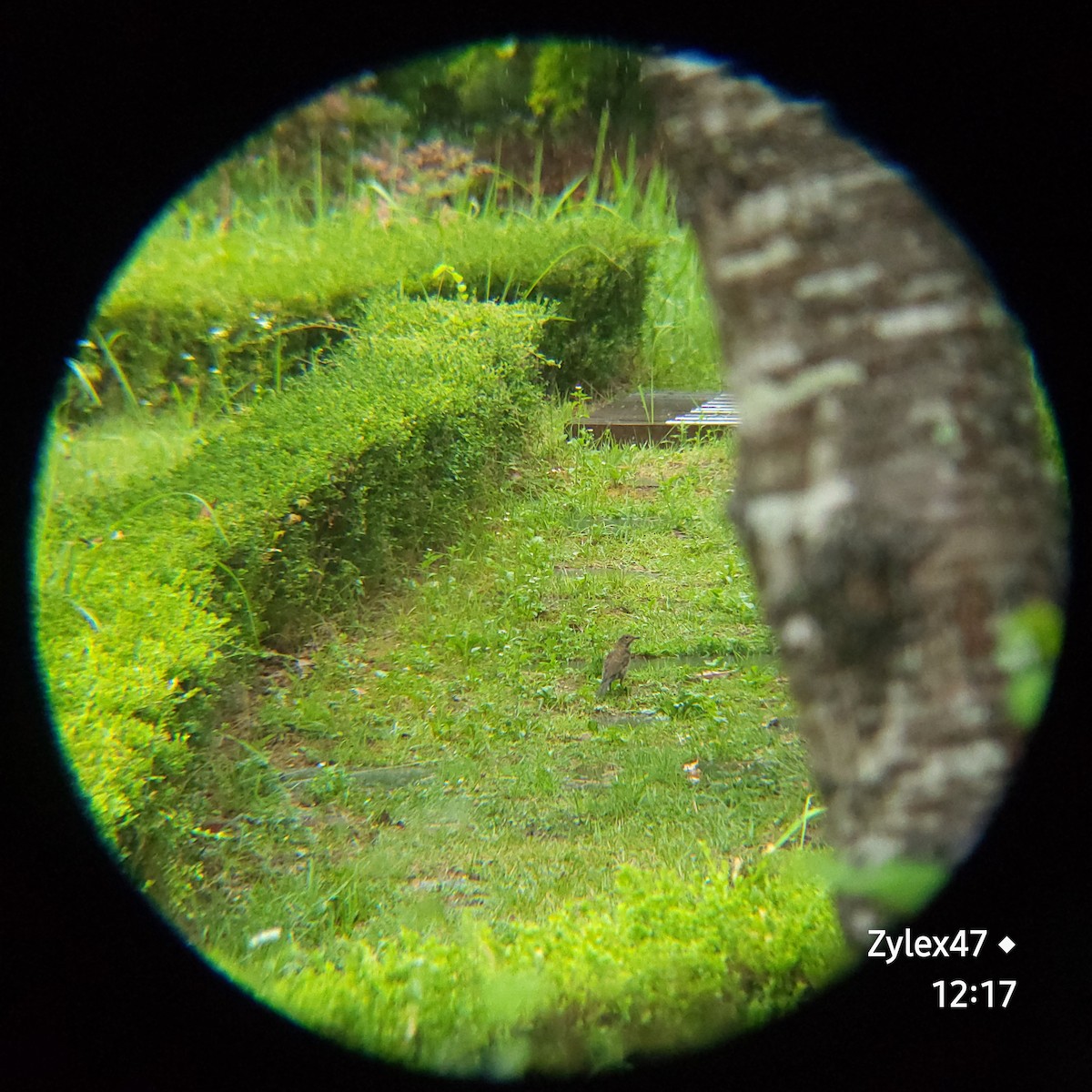 Pale Thrush - Dusky Thrush