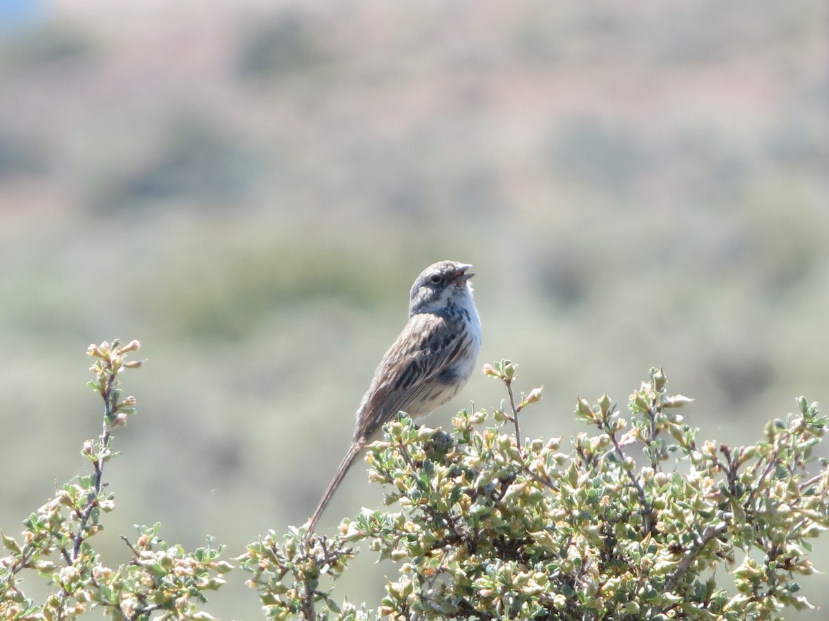 Sagebrush Sparrow - ML620694067