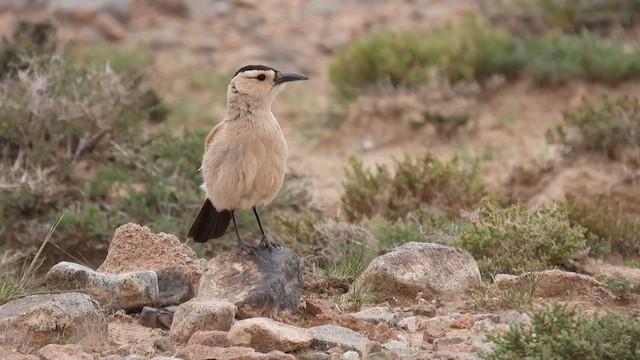 Mongolian Ground-Jay - ML620694074