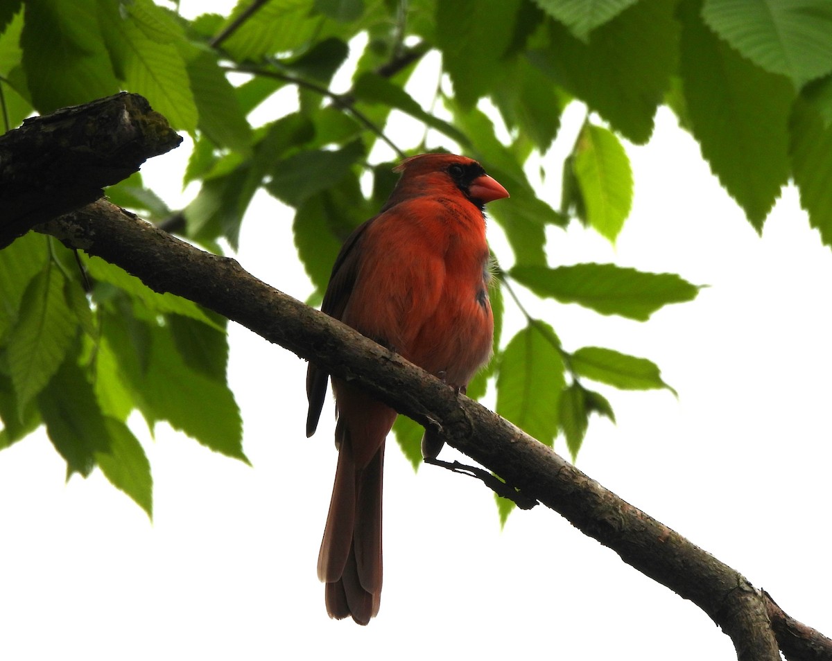 Northern Cardinal - ML620694075