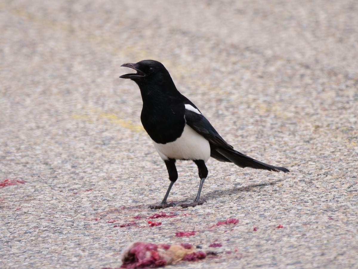 Black-billed Magpie - ML620694077