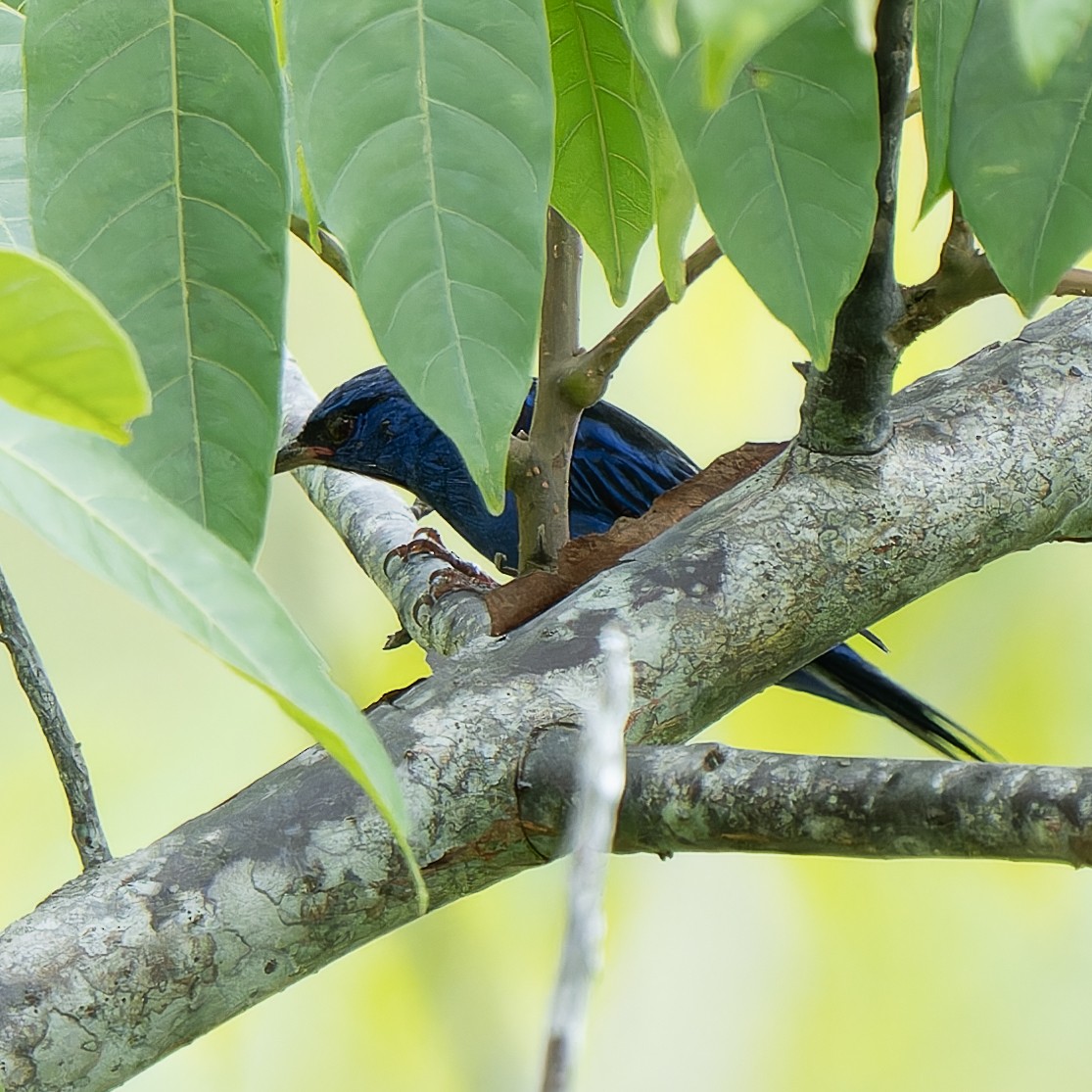 Blue Dacnis - ML620694079