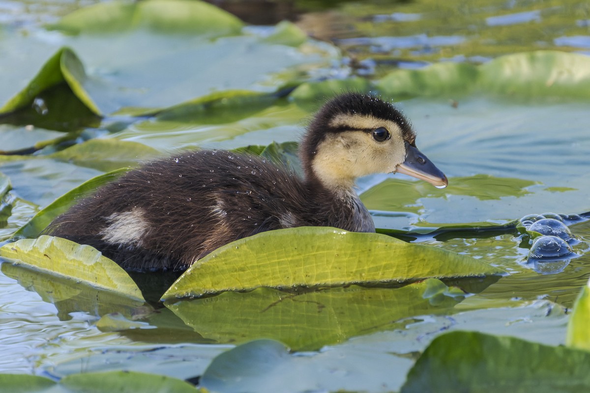 Wood Duck - ML620694084