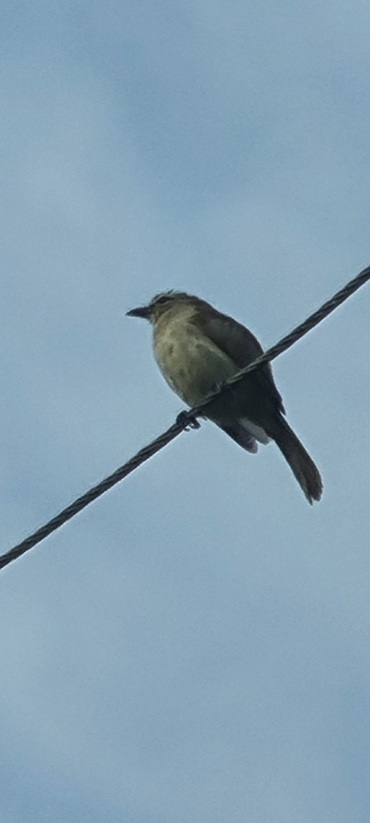 Bulbul Cejiblanco - ML620694086