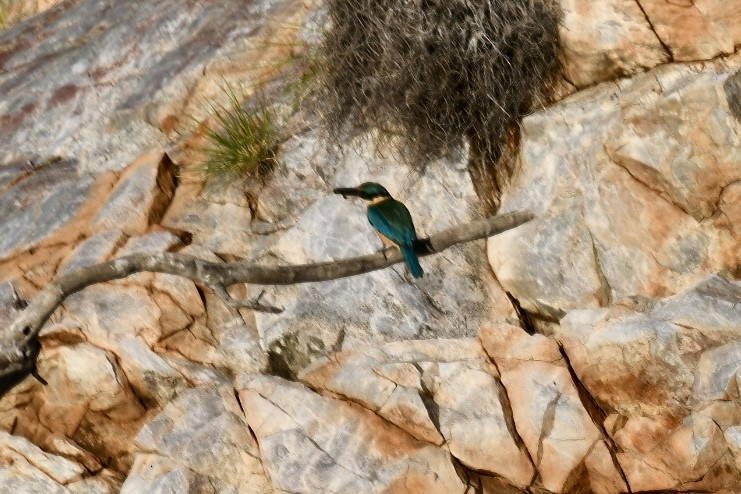 Sacred Kingfisher (Australasian) - ML620694087