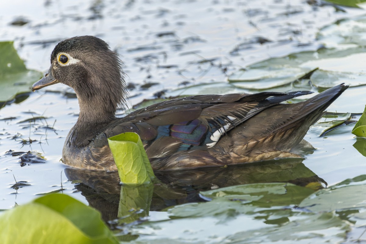 Wood Duck - ML620694088