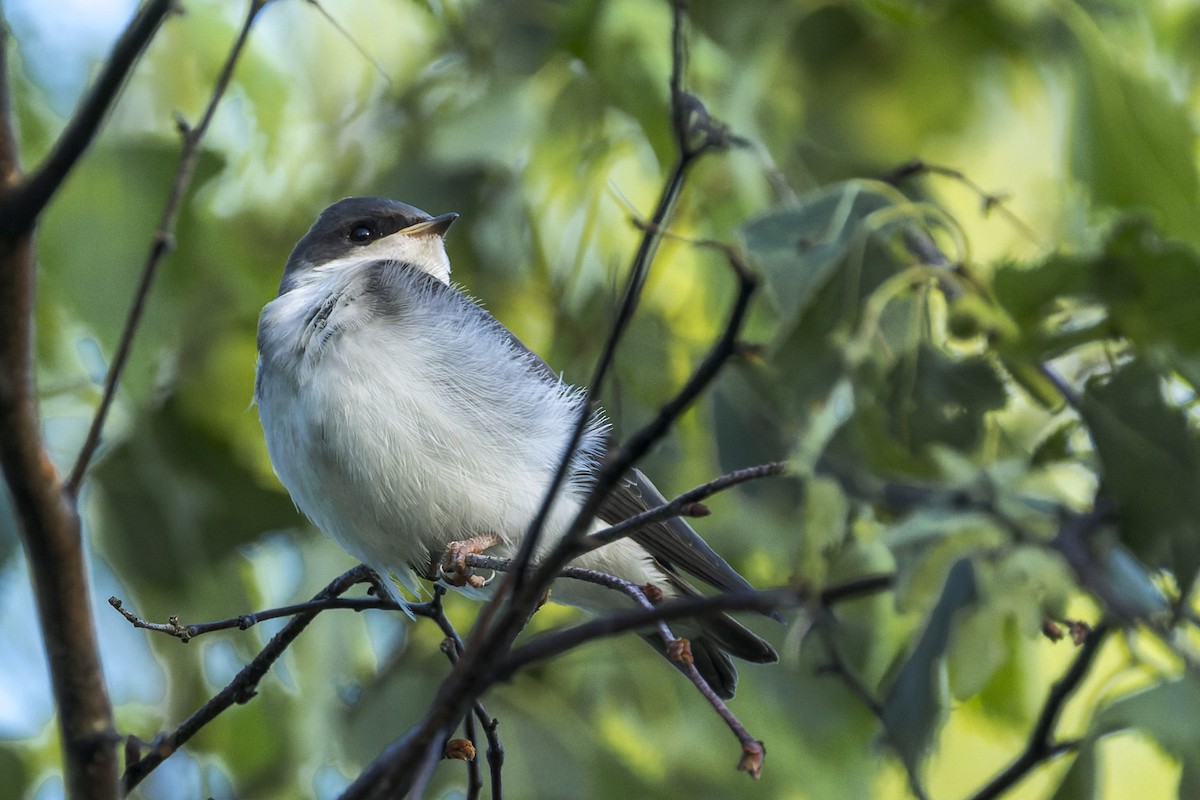 Tree Swallow - ML620694089