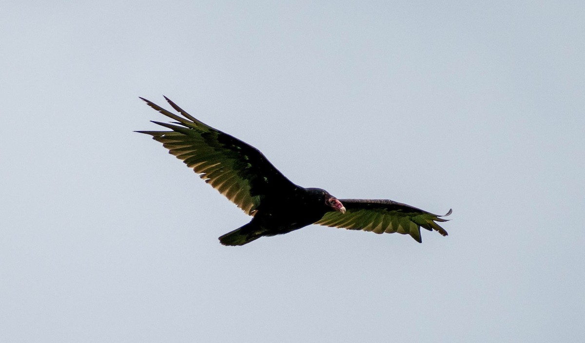 Turkey Vulture - ML620694090