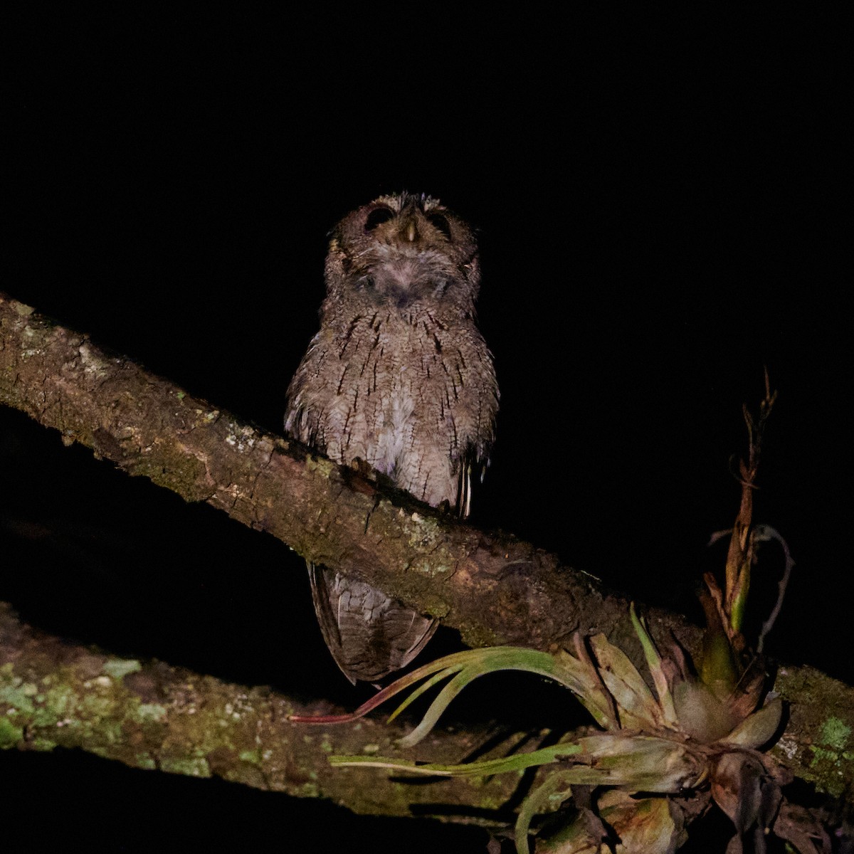 Balsas Screech-Owl - ML620694091