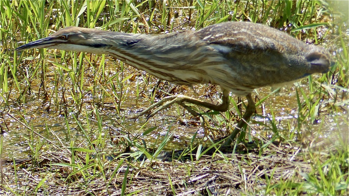 American Bittern - ML620694096