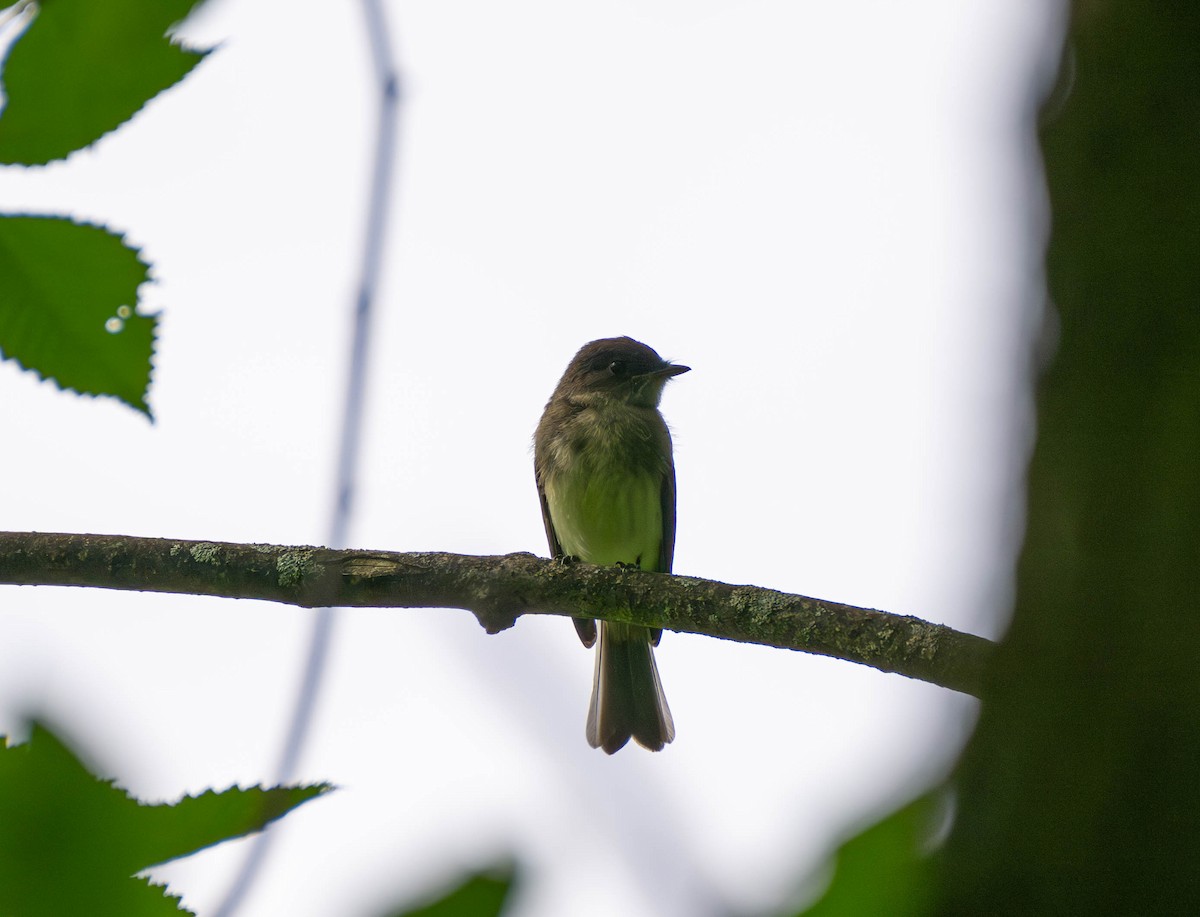 Least Flycatcher - ML620694098