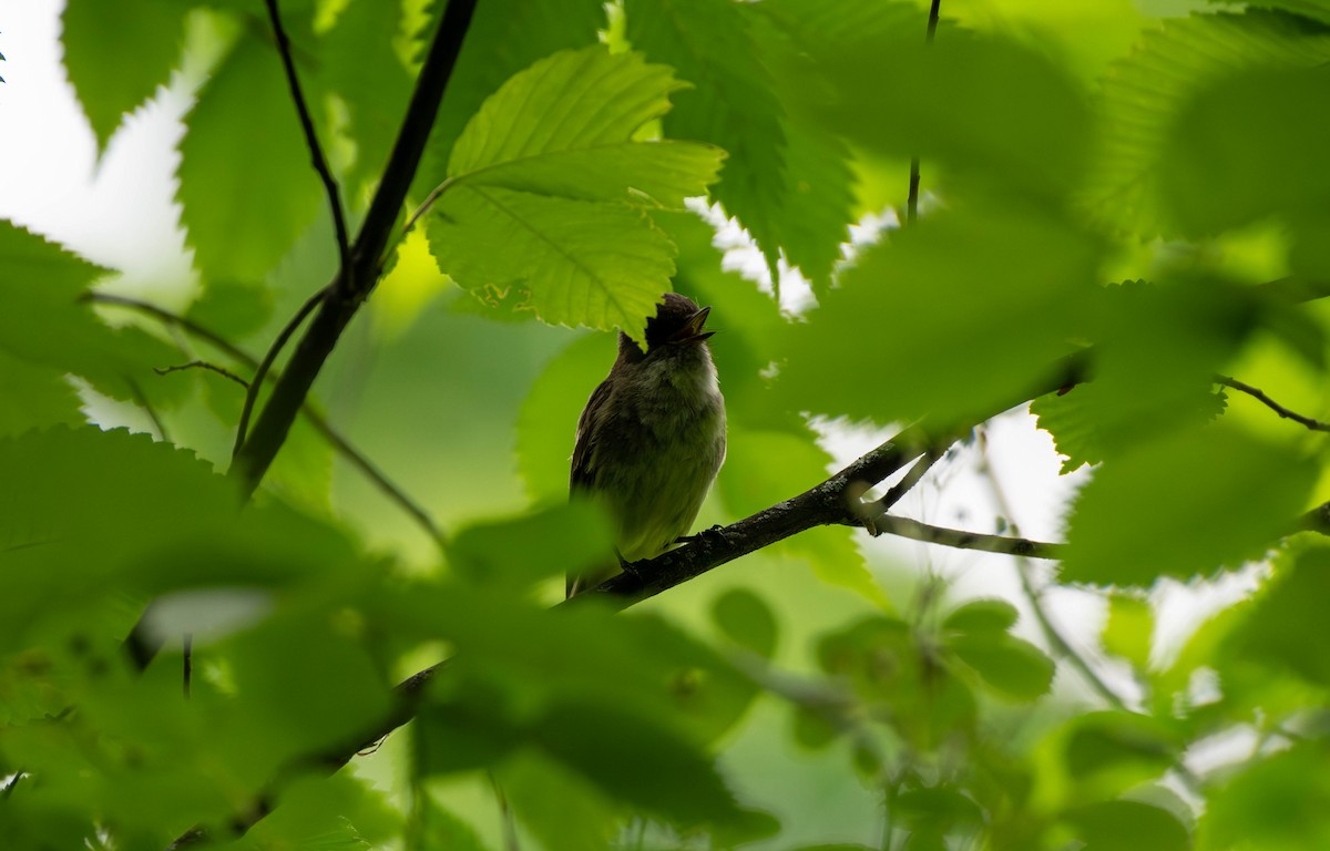 Least Flycatcher - ML620694099