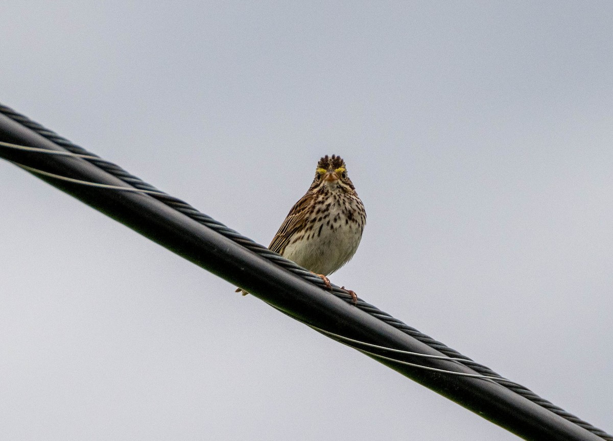 Savannah Sparrow - ML620694101