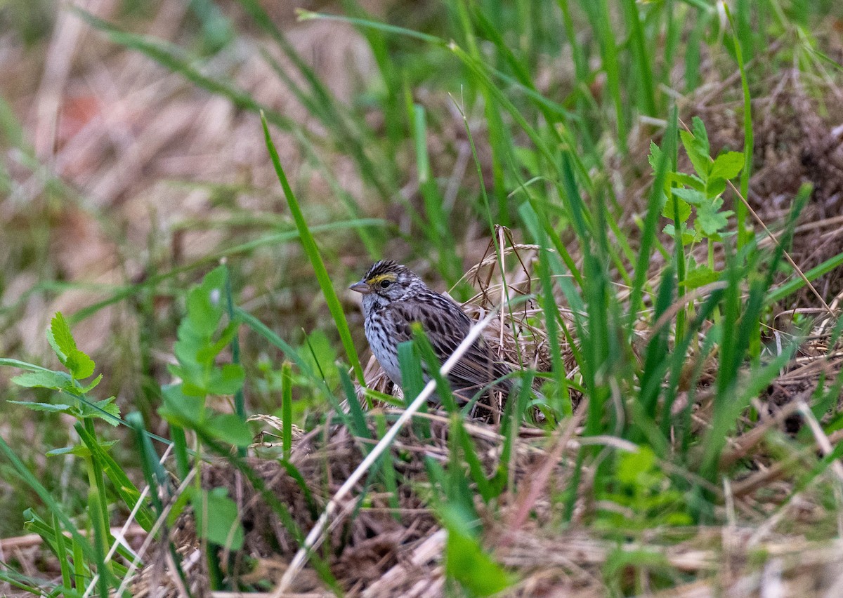 Savannah Sparrow - ML620694102