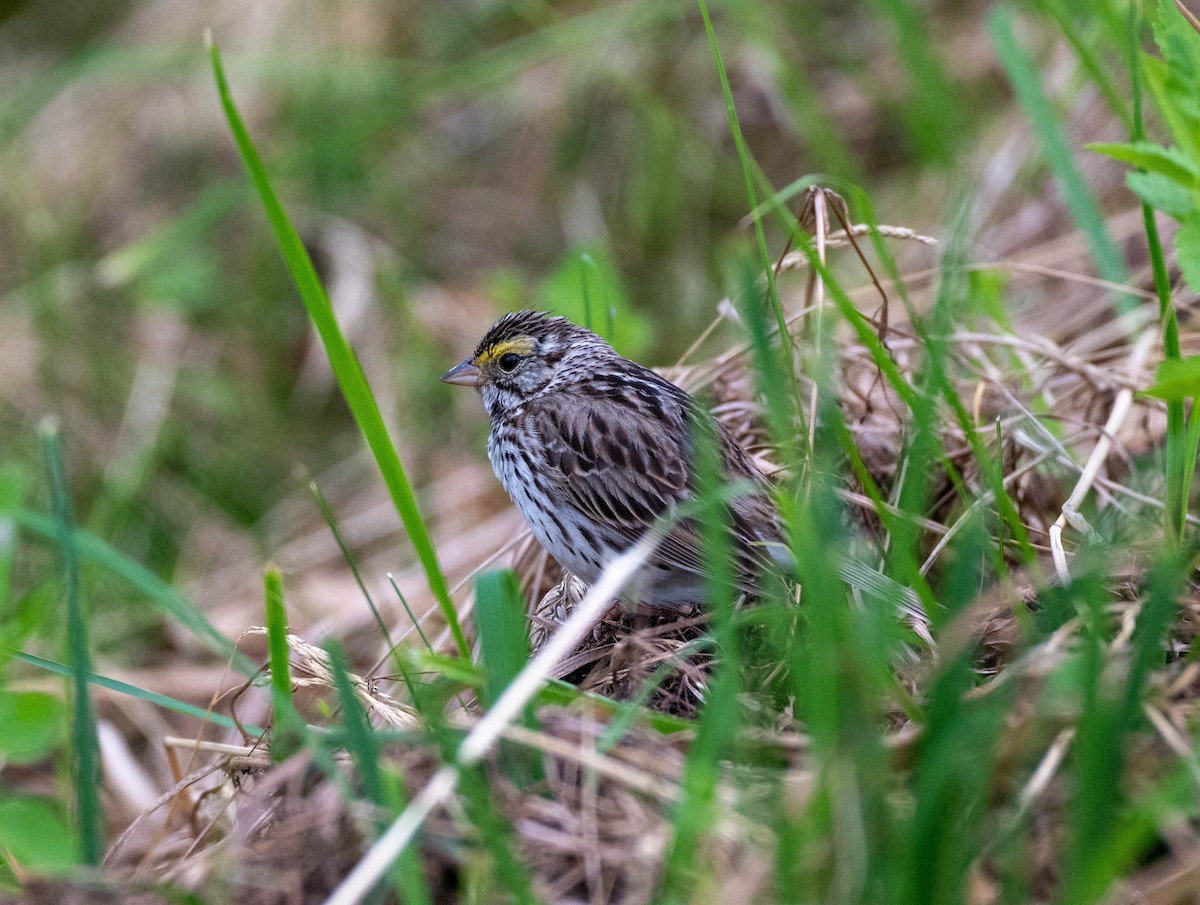 Savannah Sparrow - ML620694103