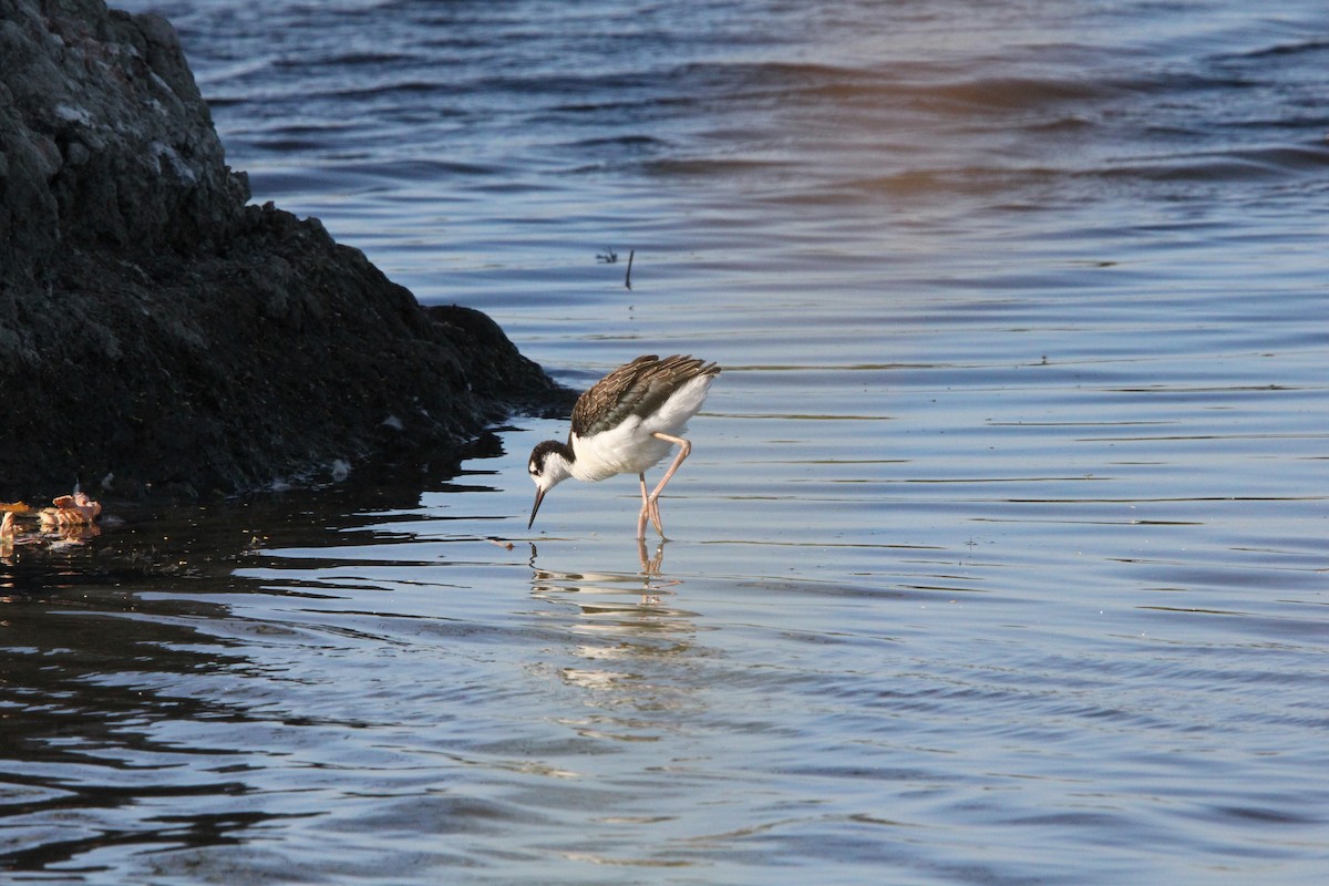 Black-necked Stilt - ML620694106