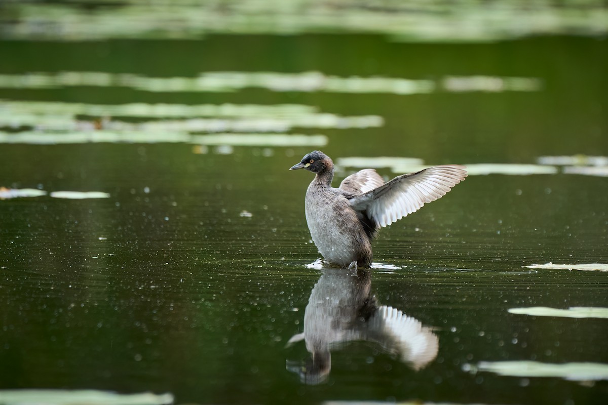 Australasian Grebe - ML620694107