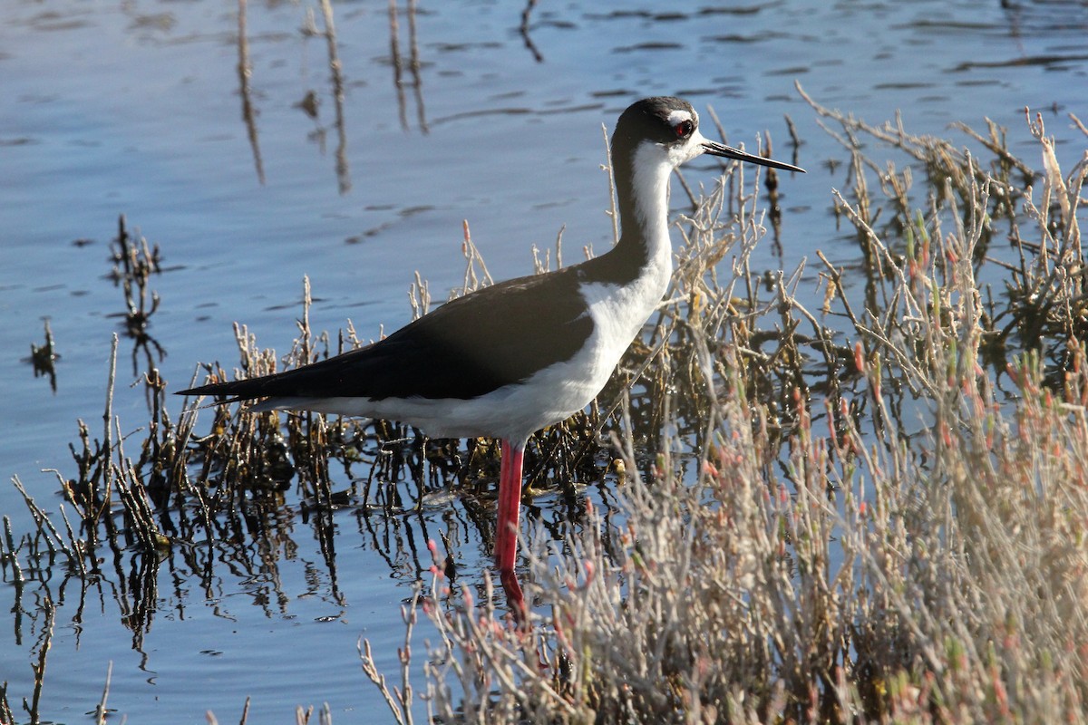 Black-necked Stilt - ML620694108