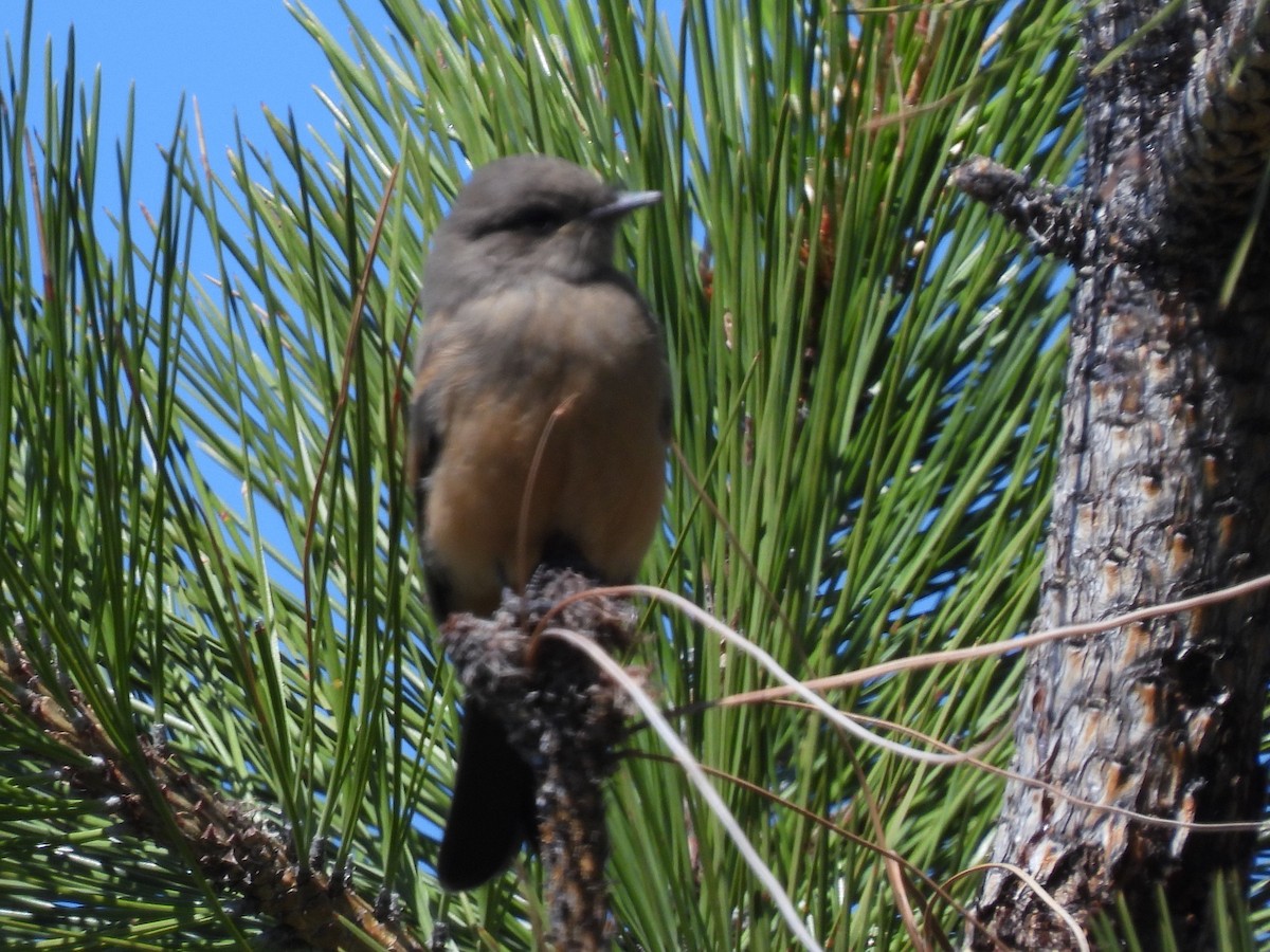 Say's Phoebe - ML620694109