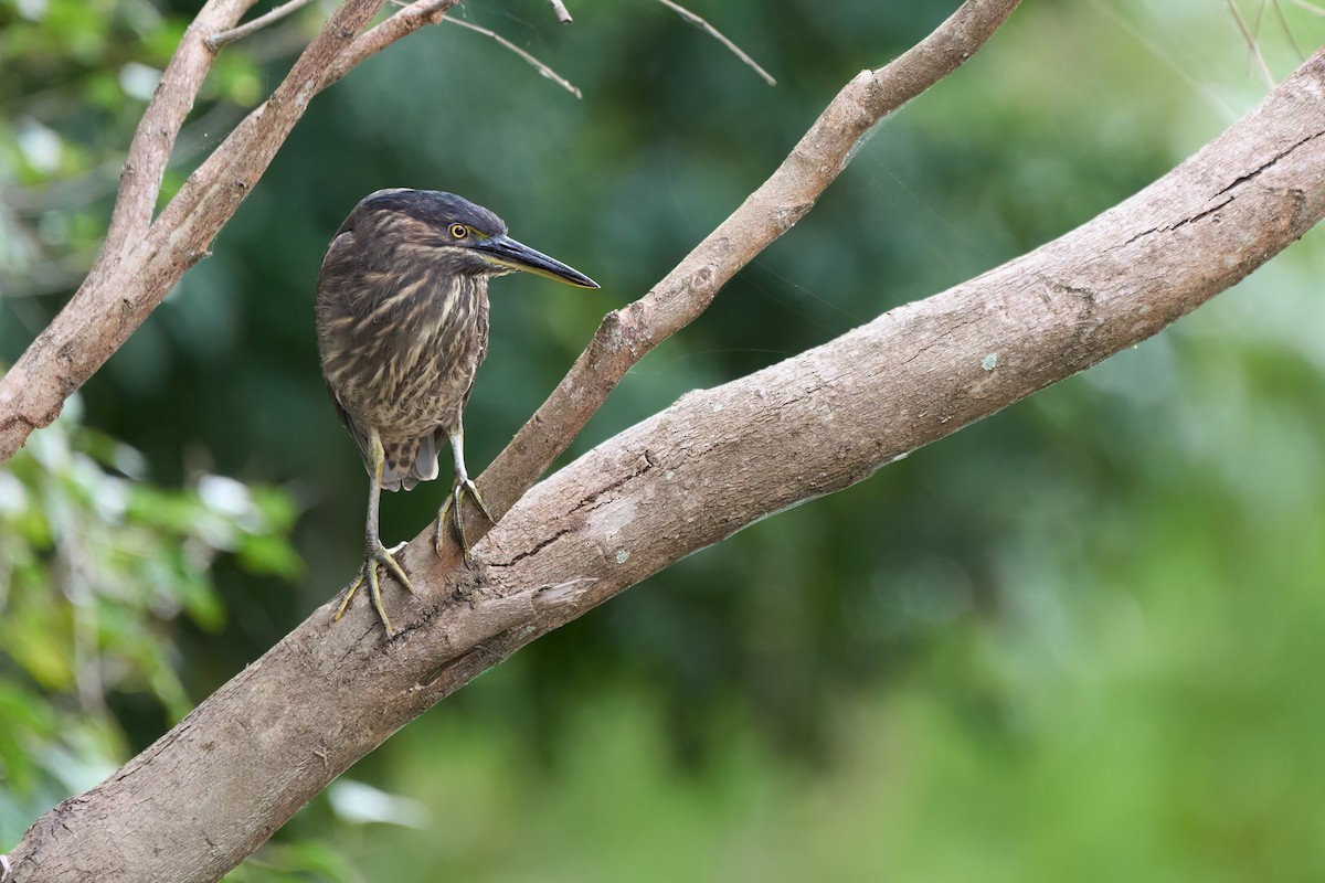 Striated Heron - Sebastian Maderak