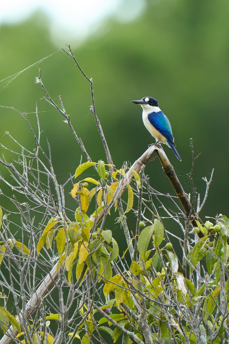 Forest Kingfisher - ML620694111
