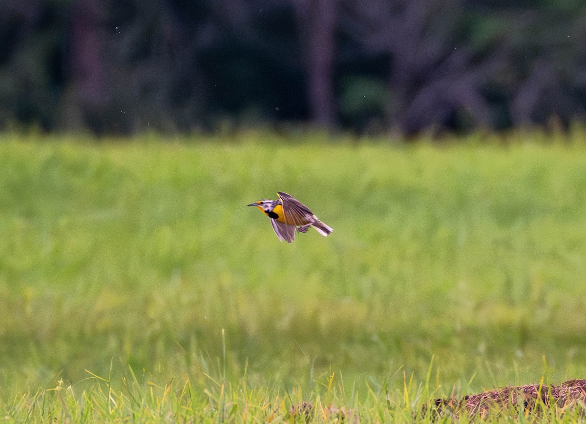 Eastern Meadowlark - ML620694112