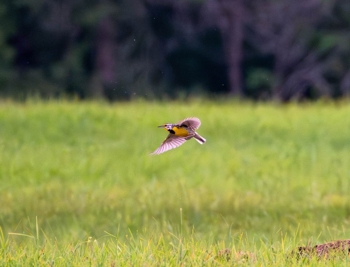 Eastern Meadowlark - ML620694113