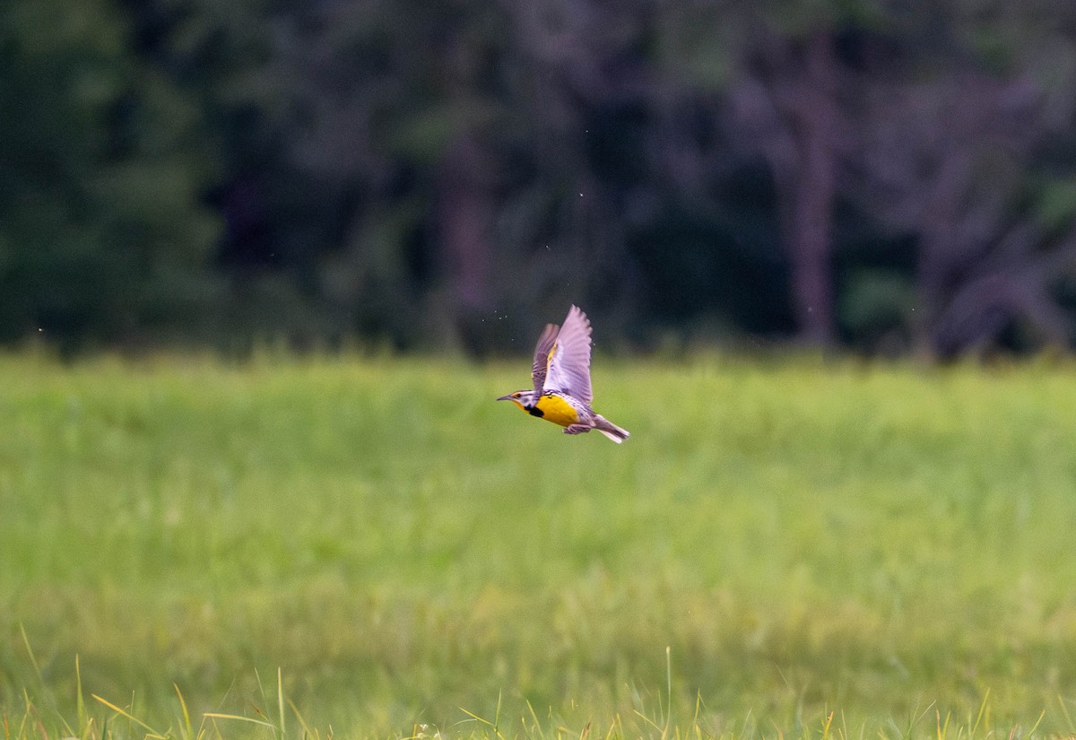 Eastern Meadowlark - ML620694114