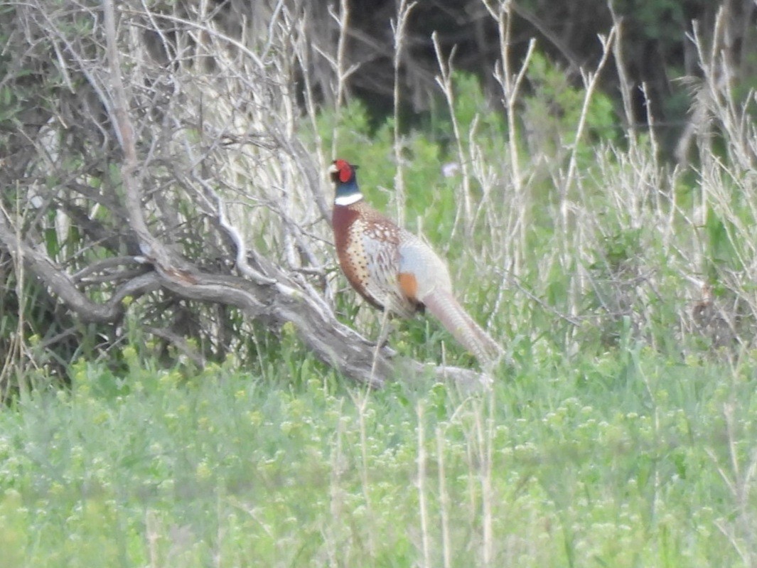 Ring-necked Pheasant - ML620694117