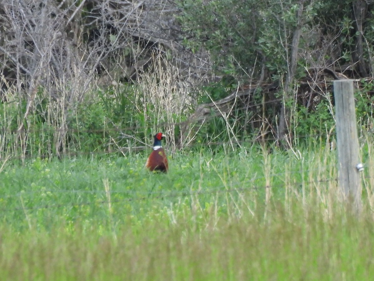 Ring-necked Pheasant - ML620694118