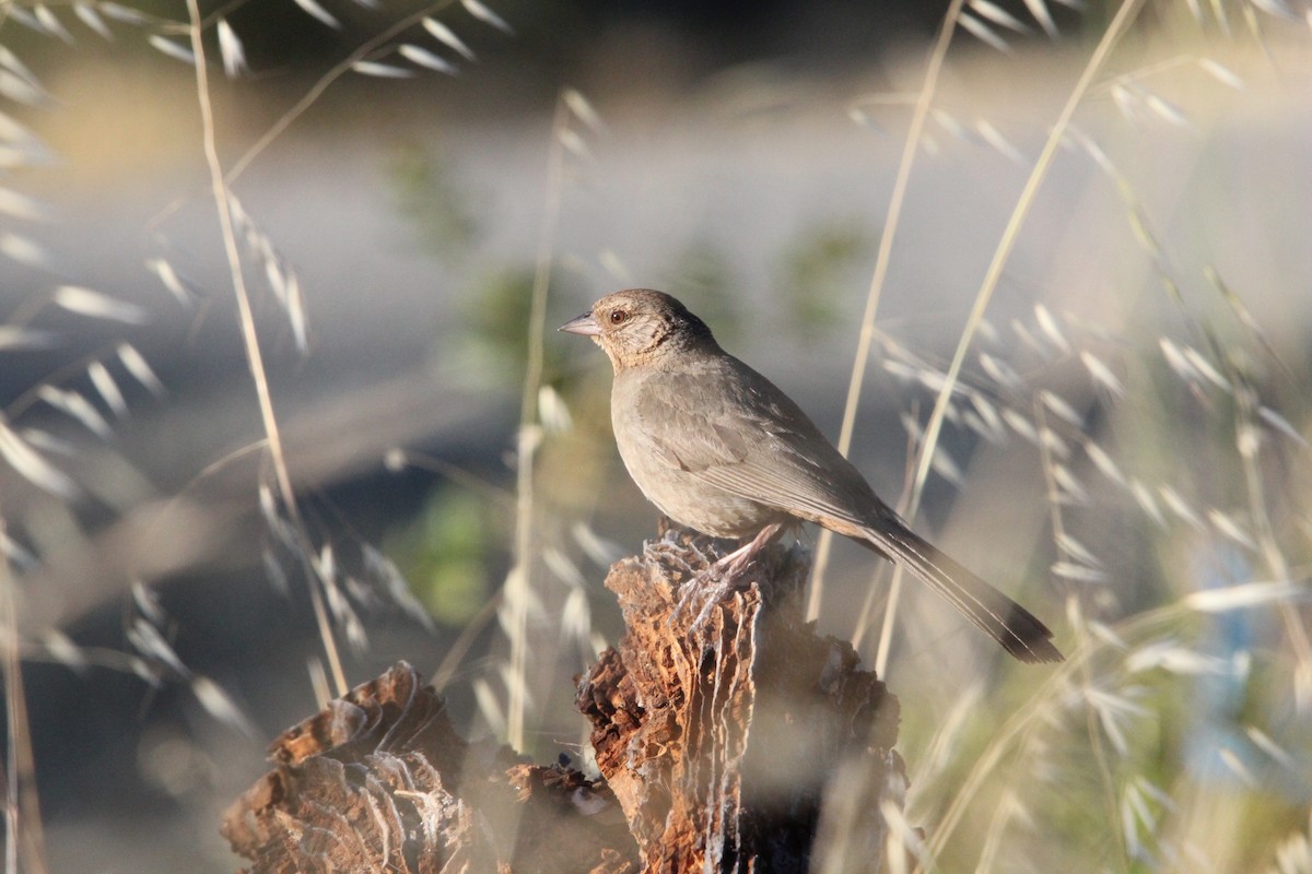 California Towhee - ML620694121