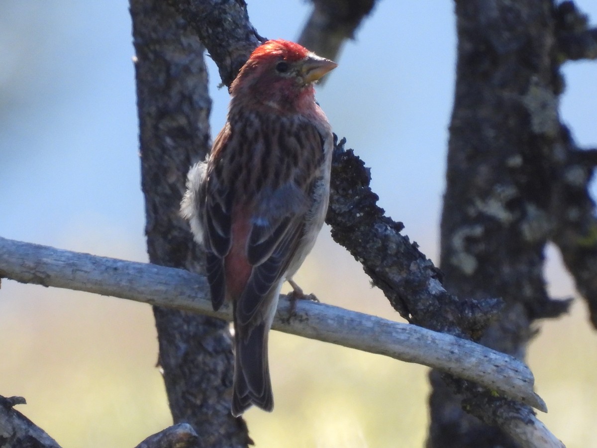 Cassin's Vireo - ML620694124