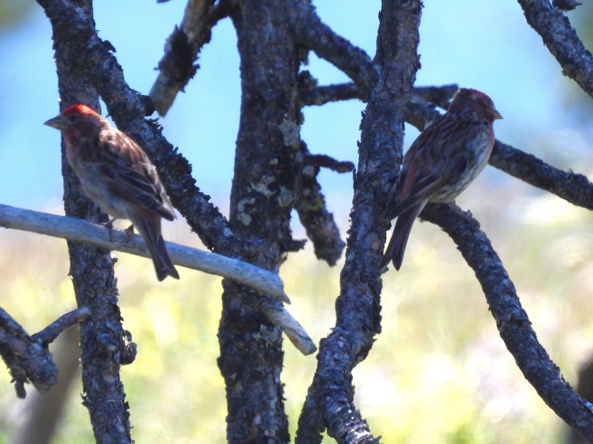 Vireo de Cassin - ML620694125