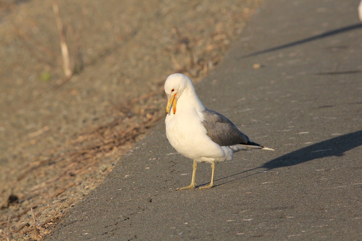 Goéland de Californie - ML620694126