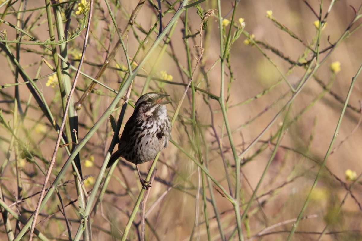 Song Sparrow - ML620694127