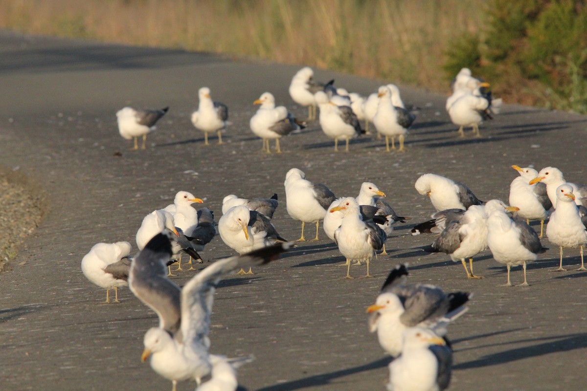 California Gull - ML620694128