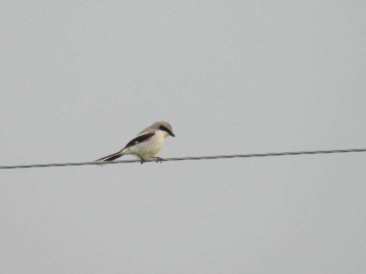 Loggerhead Shrike - ML620694130