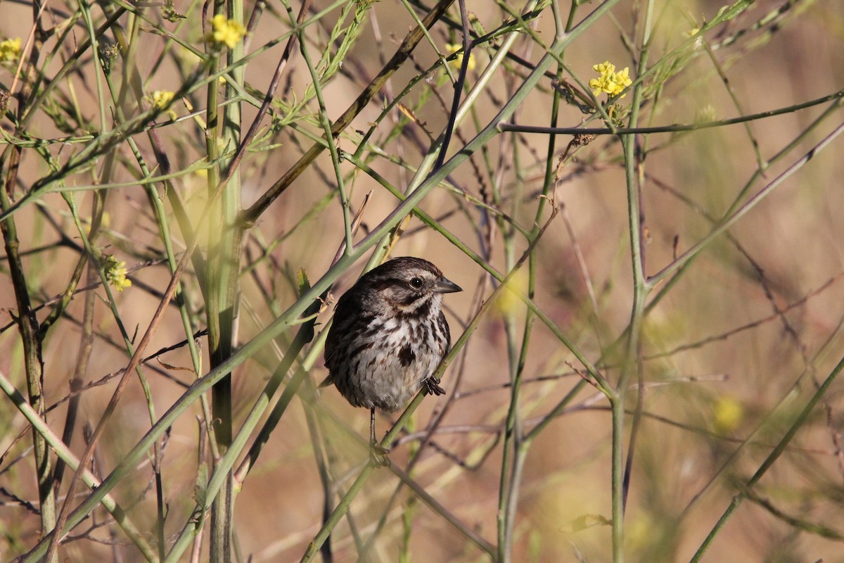 Song Sparrow - ML620694131