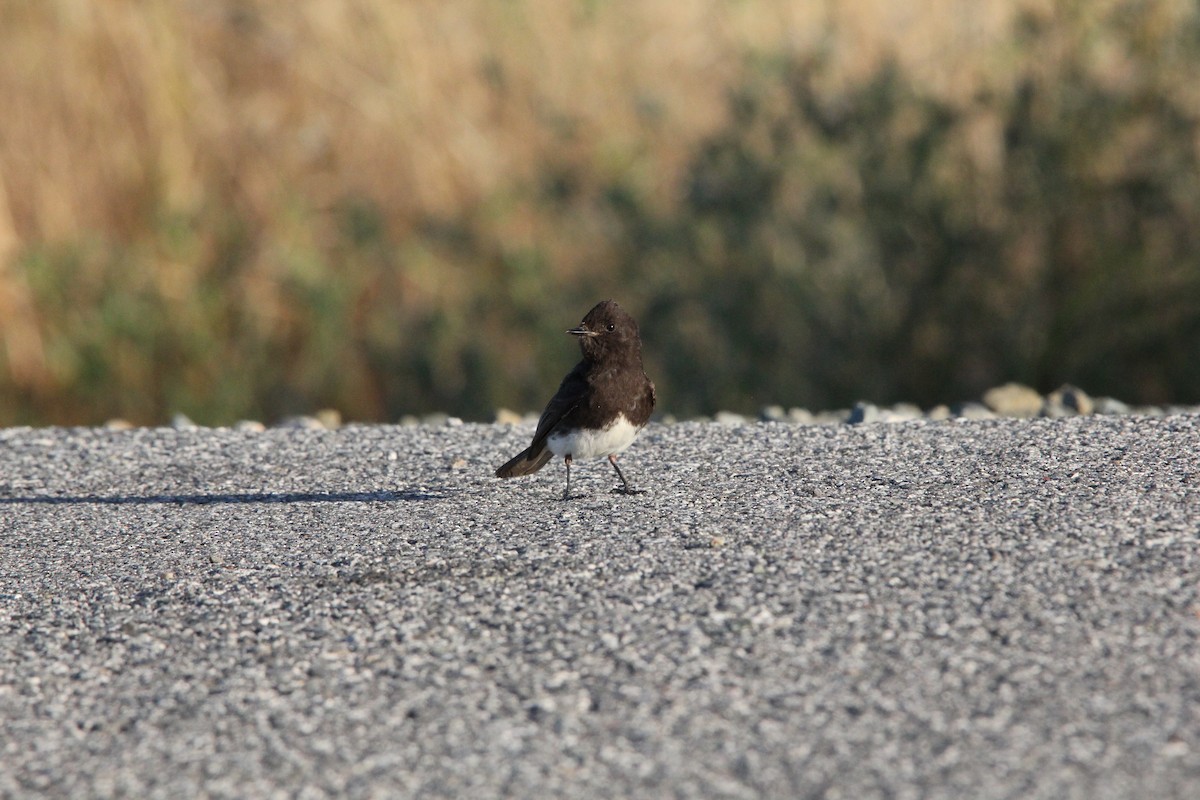 Black Phoebe - ML620694132