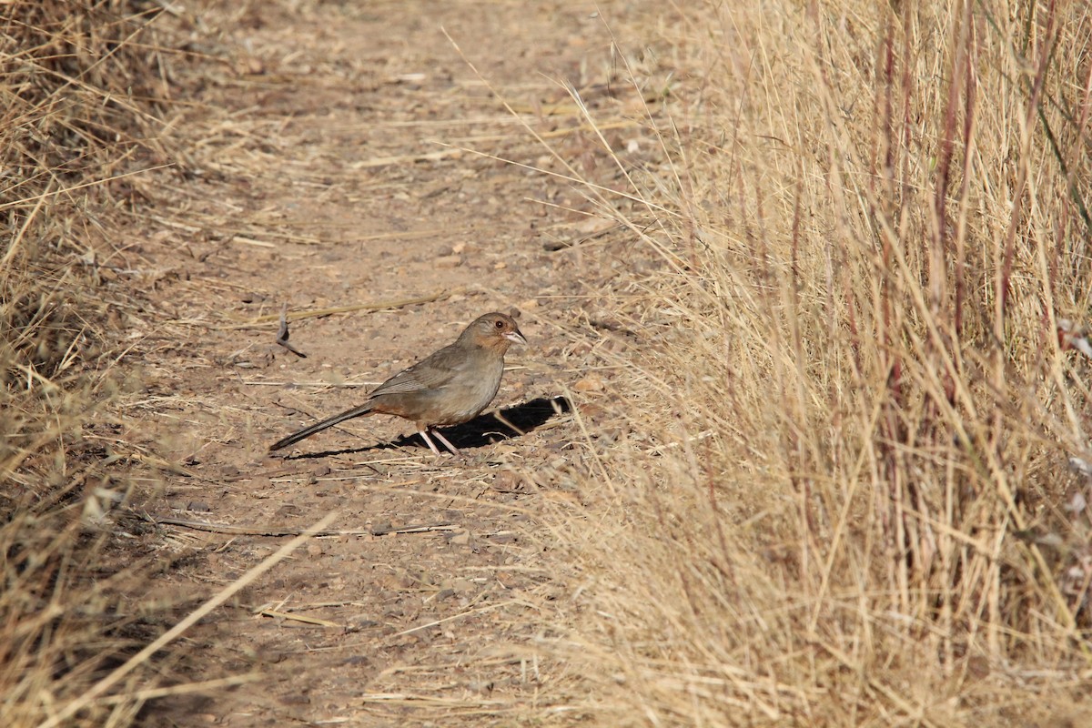 California Towhee - ML620694137