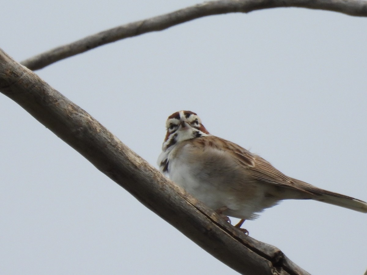 Lark Sparrow - ML620694141