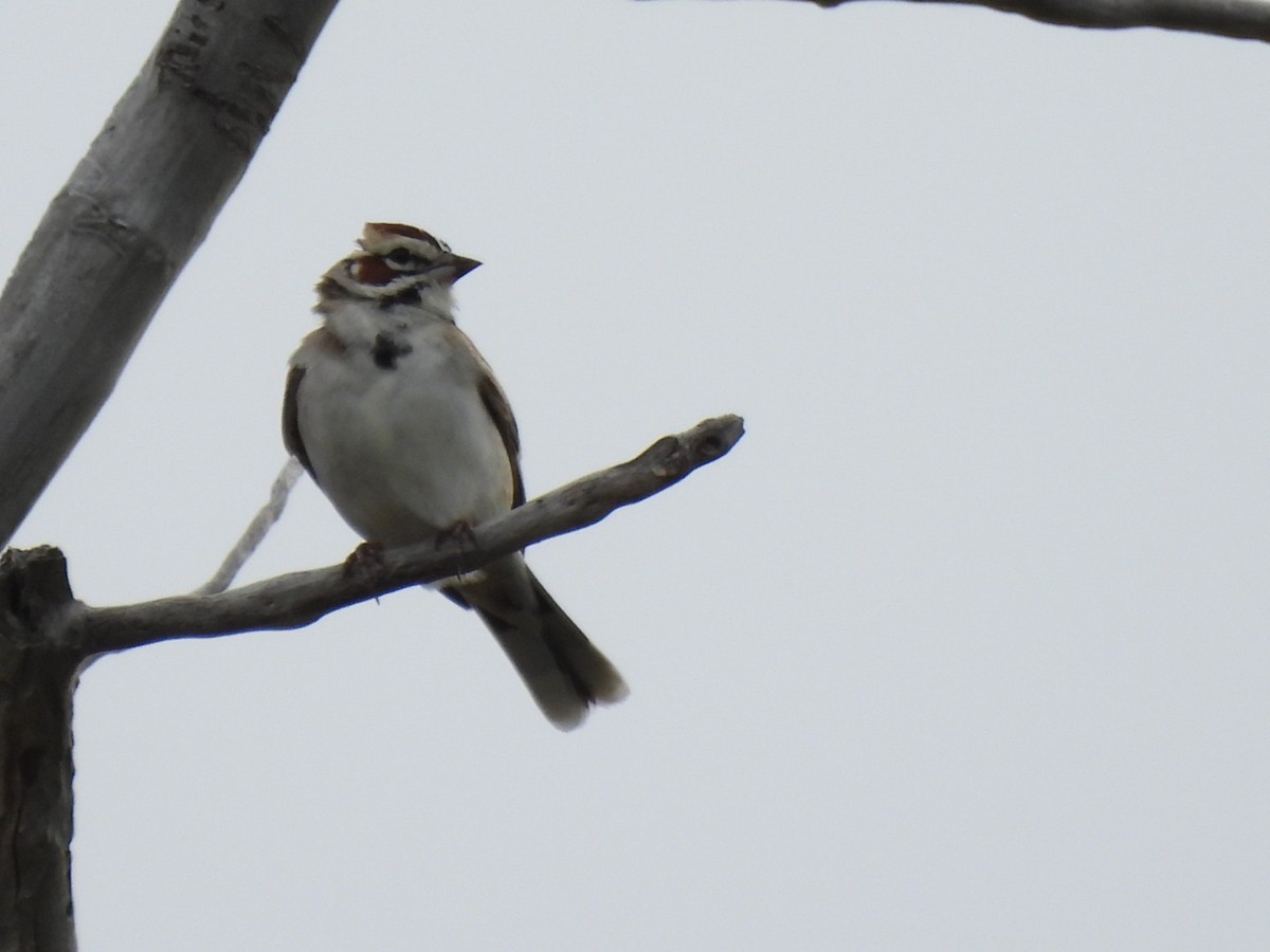 Lark Sparrow - ML620694142