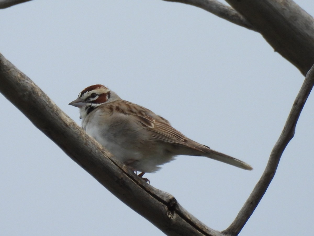 Lark Sparrow - ML620694143