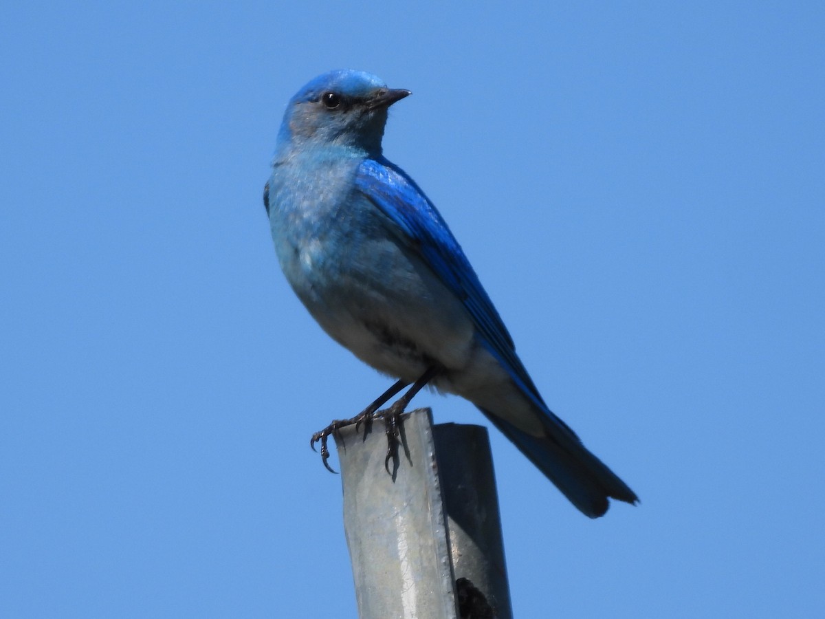 Mountain Bluebird - ML620694145