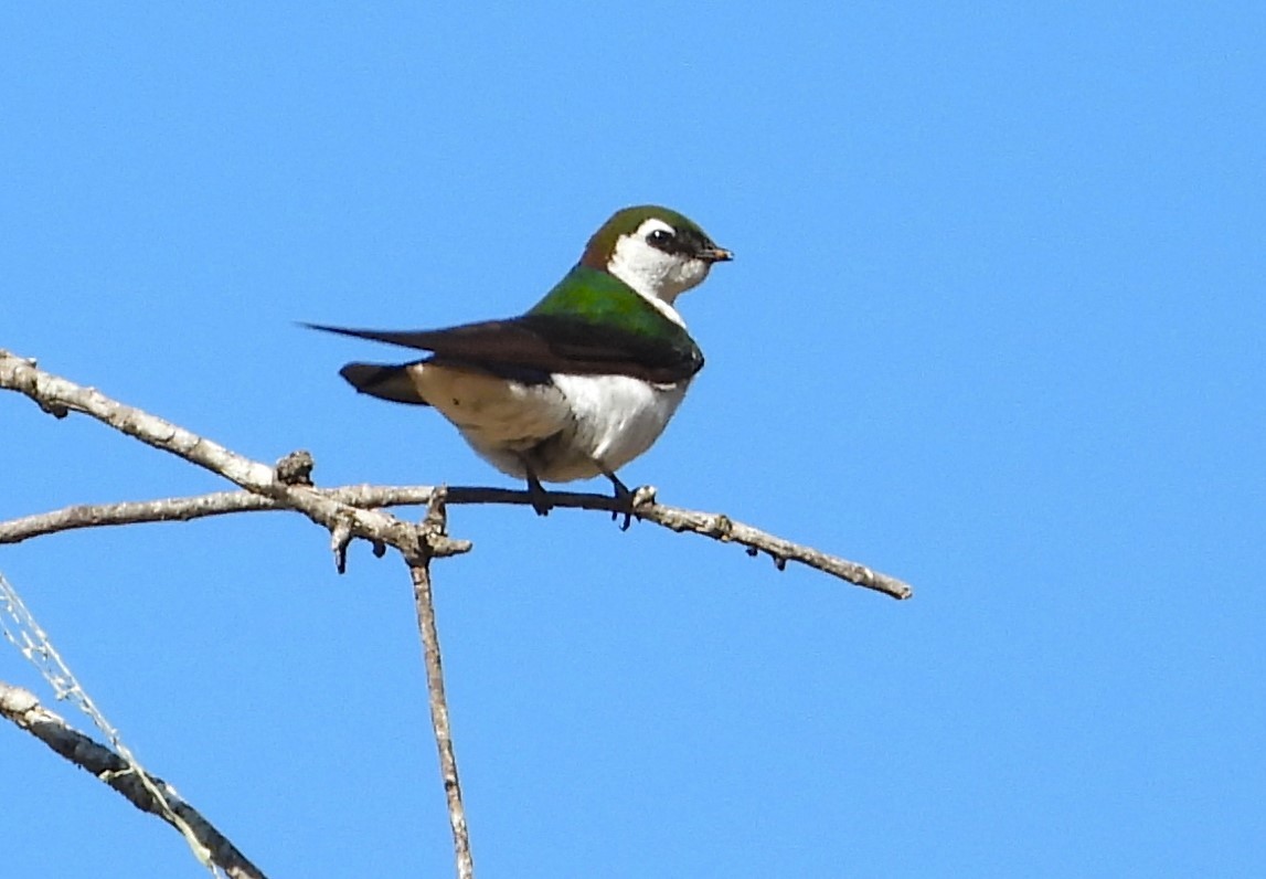 Violet-green Swallow - Douglas Long