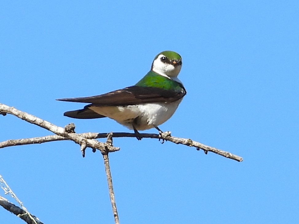 Hirondelle à face blanche - ML620694147