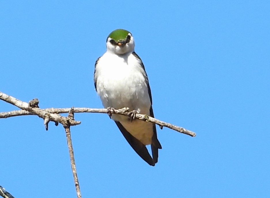 Hirondelle à face blanche - ML620694148