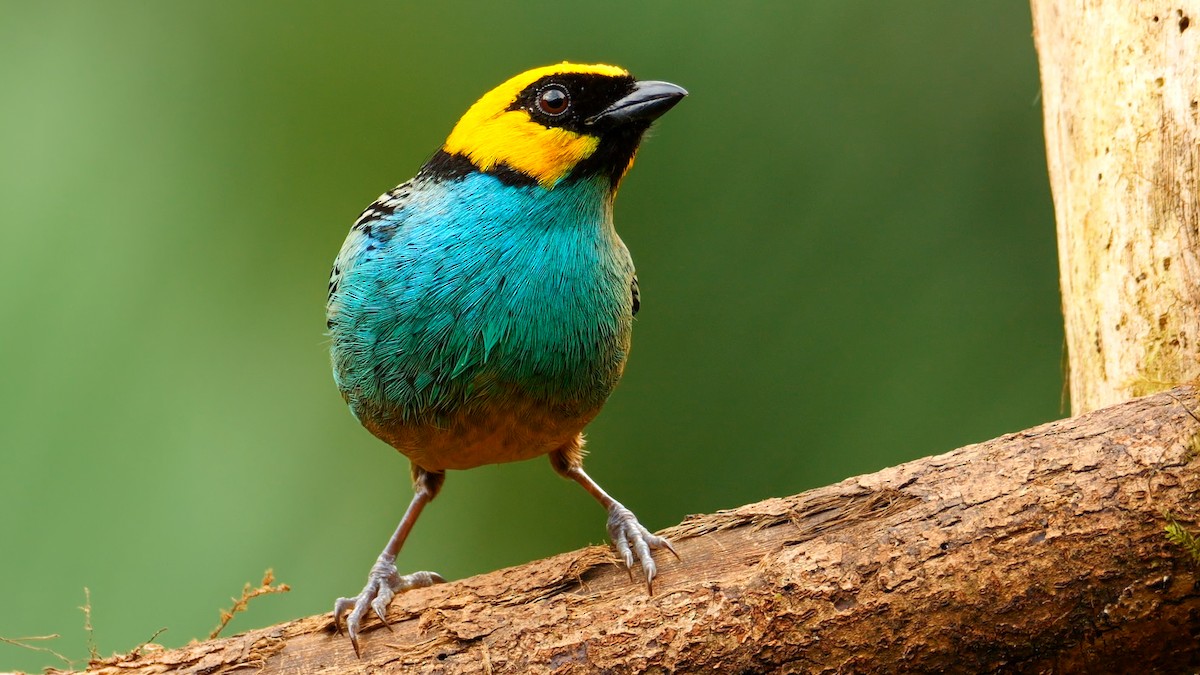 Saffron-crowned Tanager - Mike Melton