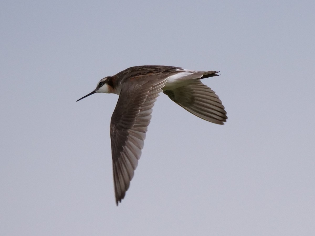 Phalarope de Wilson - ML620694150