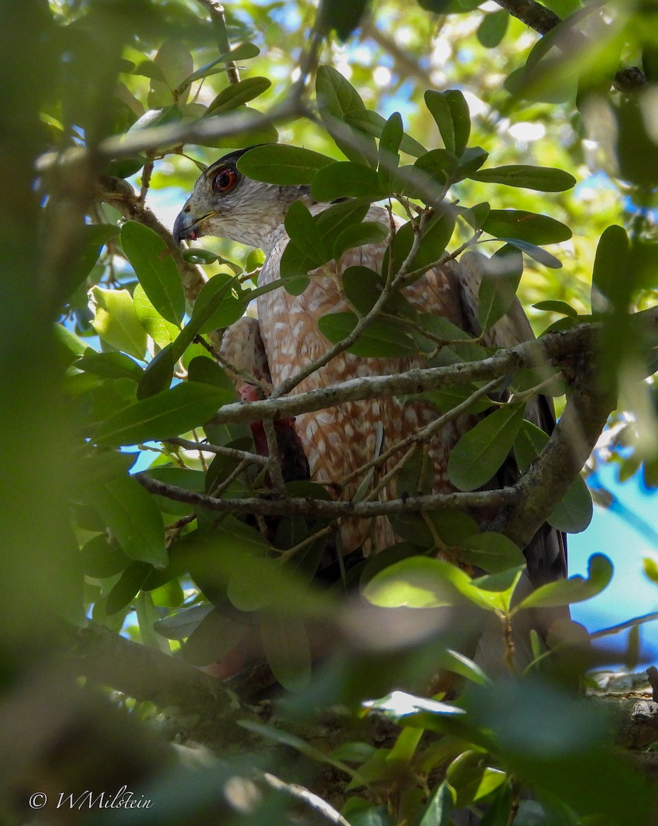 Cooper's Hawk - ML620694151